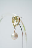 Golden Monstera Muse Stud